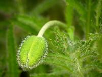 Orientalischer Mohn Blütenknospe